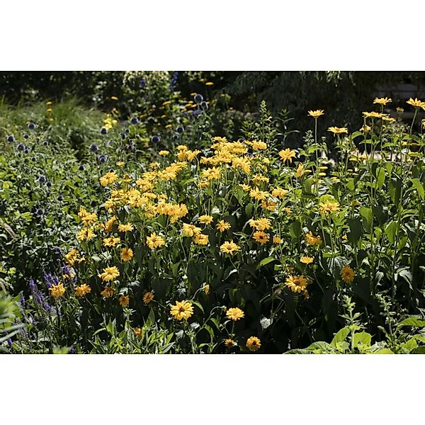 Helianthus Decapetalus Meteor Stauden Sonnenblume Ca. 11x11 cm Topf günstig online kaufen