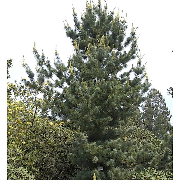 Mädchenkiefer Tempelhof 30-40cm - Pinus parviflora günstig online kaufen