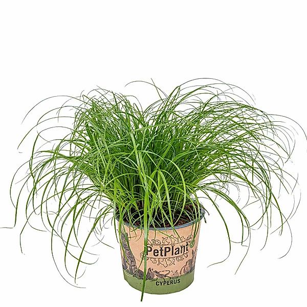 Casa Caron | Cyperus Alternifolius Zumula günstig online kaufen