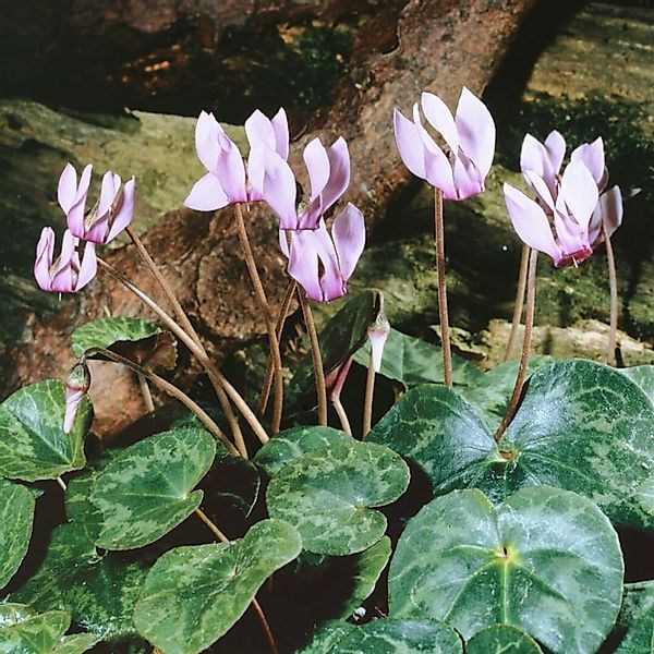 Cyclamen Purpurascens Europäisches Alpenveilchen Ca. 9x9 cm Topf günstig online kaufen