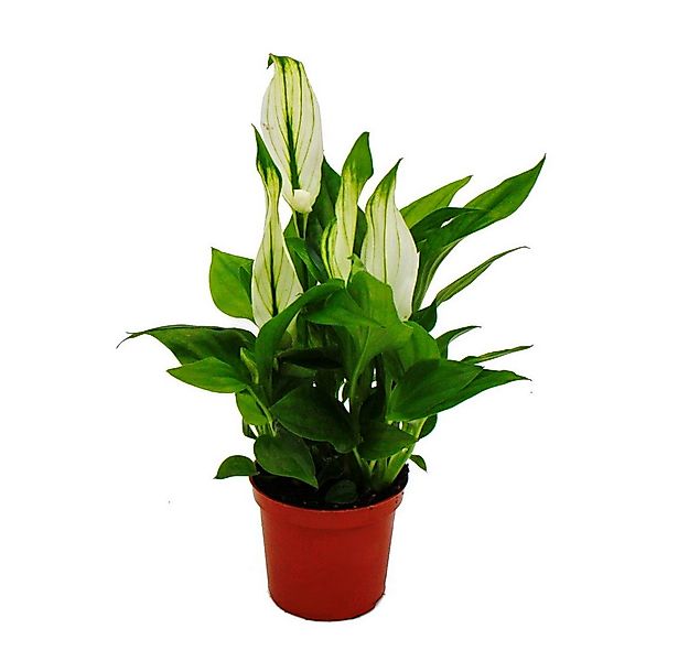 Exotenherz Zimmerpflanze Mini-Spathiphyllum - Mini-Einblatt - 7cm Topf - Zi günstig online kaufen