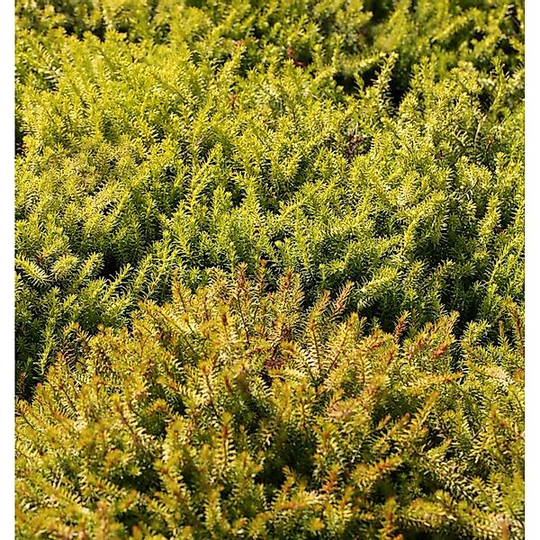 10x Winterheide Nadja - Erica carnea günstig online kaufen