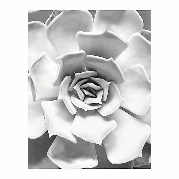 Komar Poster Succulent Closeup Pflanzen B/L: ca. 40x50 cm günstig online kaufen