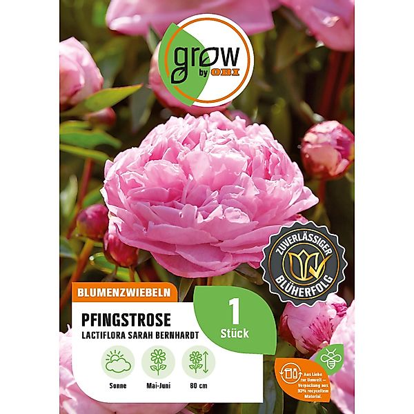 GROW by OBI Pfingstrose Sarah Bernhardt Höhe ca. 80 cm Paeonia lactiflora günstig online kaufen