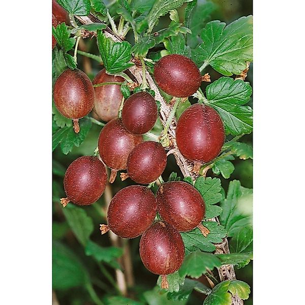 Ribes Uva-Crispa Captivator Stachelbeere 30–40 Cm günstig online kaufen