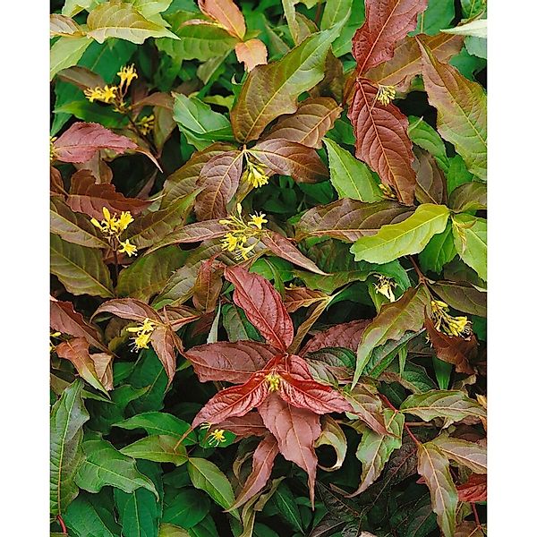 Diervilla Sessiliflora Dise Gelbe Strauchgeißblatt 40–60 cm günstig online kaufen
