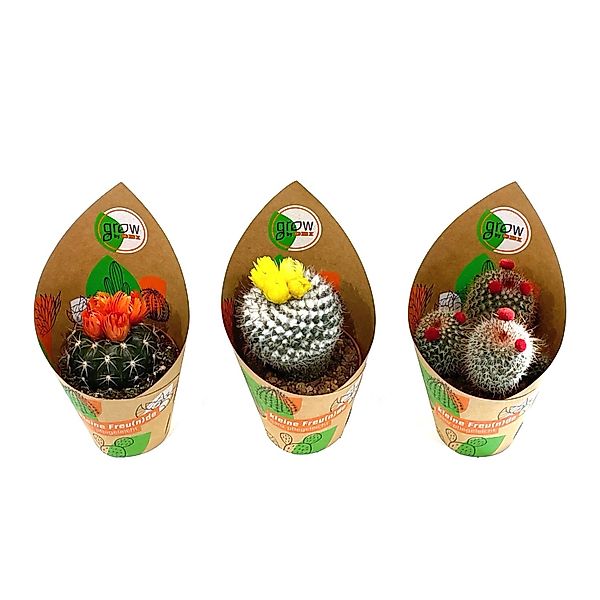 GROW by OBI Kakteen mit Strohblüte 3-fach sortiert Topf-Ø ca. 8,5 cm günstig online kaufen