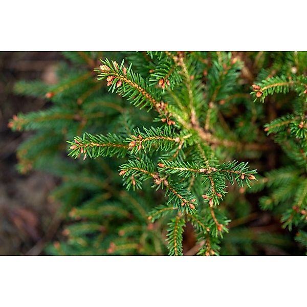 Picea Abies Pygmaea Zwergfichte 15–20 cm günstig online kaufen