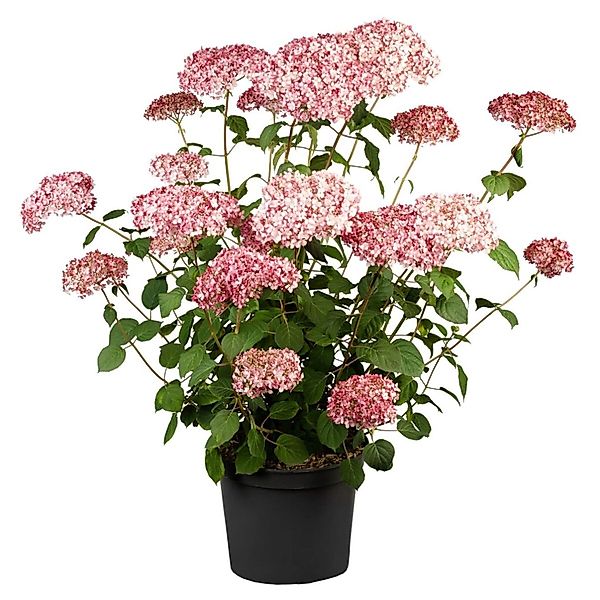 Hydrangea Arborescens Schneeballhortensie Pink Annabelle R 40-60 cm günstig online kaufen