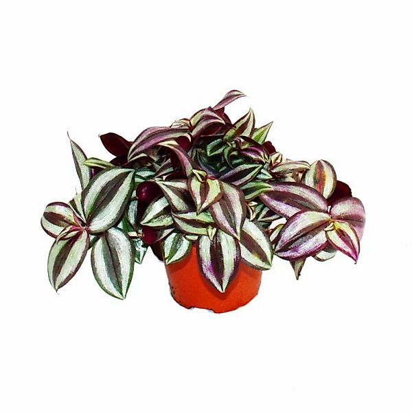 Exotenherz Dreimasterblume Tradescantia Zebrina Pflegeleichte Hängende Zimm günstig online kaufen