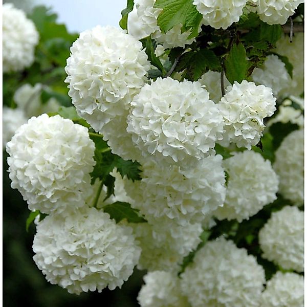 Echter Schneeball 30-40cm - Viburnum opulus Roseum günstig online kaufen