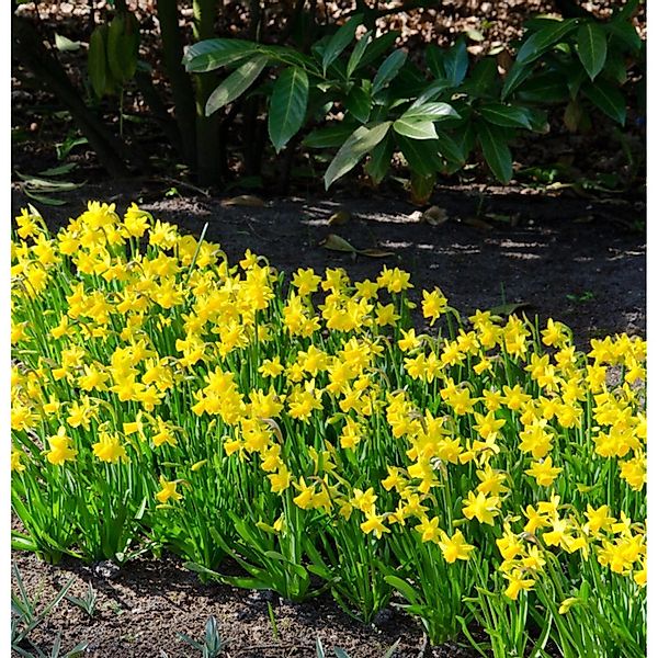 Mini-Narzisse - Narcissus cyclamineus günstig online kaufen