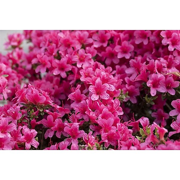 Rhododendron Obtusum Michiko Azalee Rosa Blüten 10–15 cm günstig online kaufen