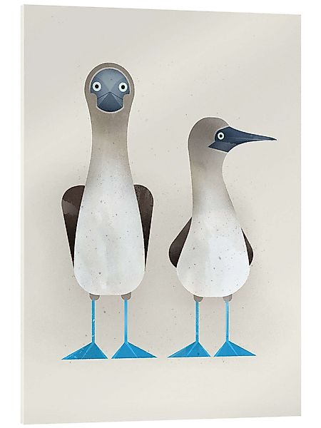 Posterlounge Poster Dieter Braun, Blaufußtölpel, Jungenzimmer günstig online kaufen