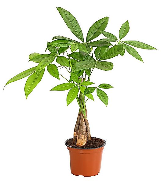 Dehner Zimmerpflanze Glückskastanie, Pachira aquatica, mit geflochtenem Sta günstig online kaufen