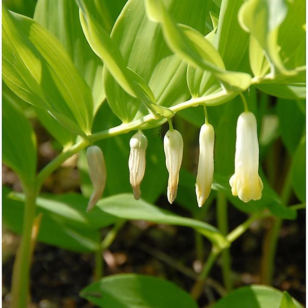 Vielblütige Weißwurz Giganteum - Polygonatum multiflorum günstig online kaufen