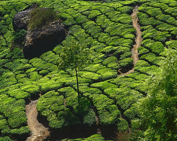 Fototapete "Teeplantage" 4,00x2,50 m / Glattvlies Perlmutt günstig online kaufen