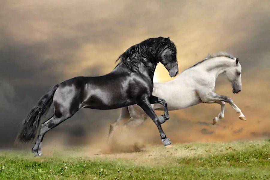 Papermoon Fototapete »Black and White Horses« günstig online kaufen