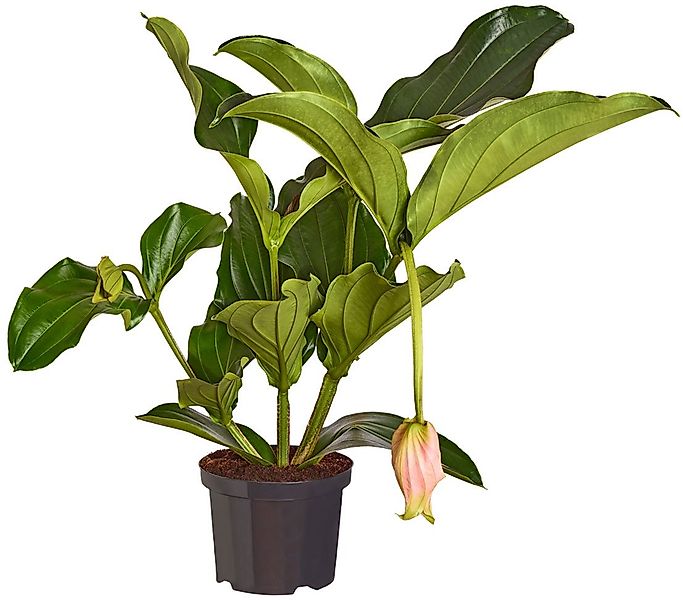 Dehner Zimmerpflanze Medinille, Medinilla magnifica, rosafarbene Blüten, ex günstig online kaufen