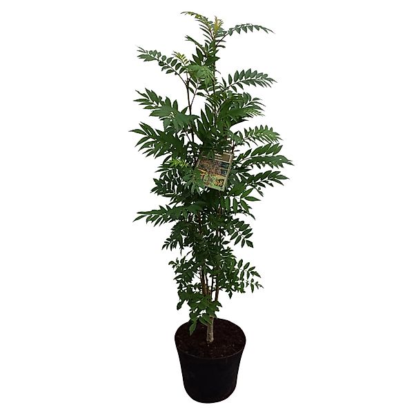 Herbst-Vogelbeere Autum Spire Gelb Höhe ca. 80 - 100 cm Topf ca. 7 l Sorbus günstig online kaufen