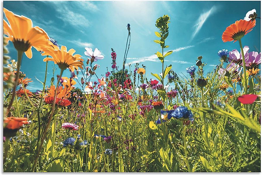 Artland Wandbild "Buntes Blumenfeld" Blumenwiese 1 Stk. tlg. als Alubild, O günstig online kaufen