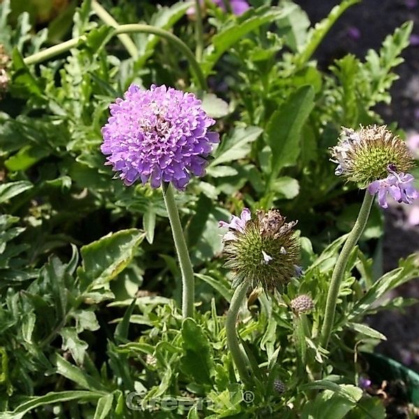 Tauben Skabiose - Scabiosa columbaria günstig online kaufen