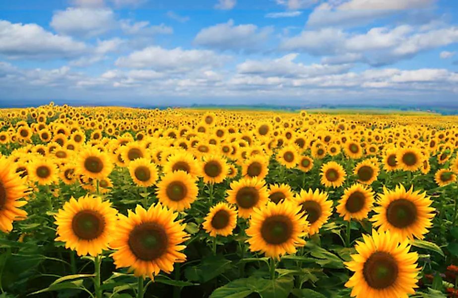 Papermoon Fototapete »SONNENBLUMEN-BLUMEN FELD PFLANZE DEKOR NATUR MUSTER« günstig online kaufen