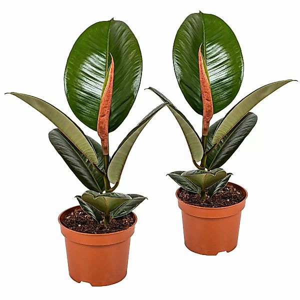 Casa Caron | 2er-Set Ficus Robusta günstig online kaufen