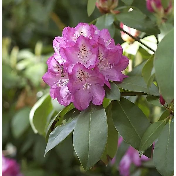 INKARHO - Rhododendron Andrea 25-30cm - Alpenrose günstig online kaufen