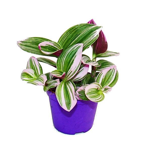 Exotenherz Zimmerpflanze Dreimasterblume Tradescantia Nanouk hängende Zimme günstig online kaufen