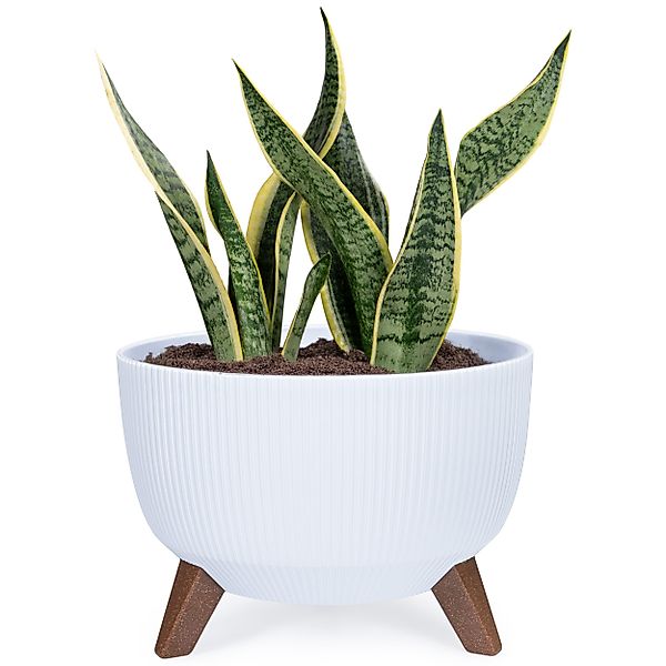 KONZEPT Blumentopf Pflanzenschale mit Füßen 33 günstig online kaufen