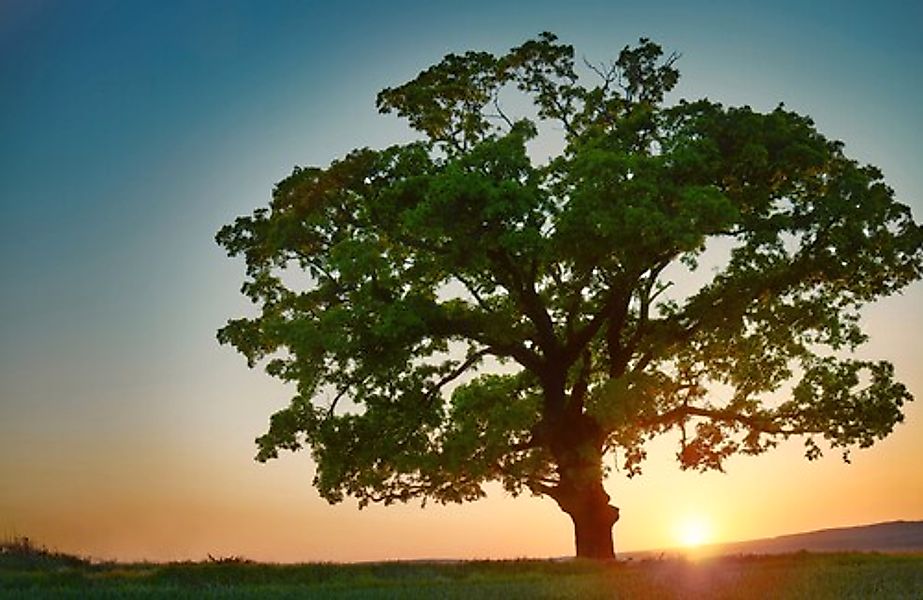 Papermoon Fototapete »BAUM-NATUR LANDSCHAFT HERBST WALD BÄUME SONNENUNTERGA günstig online kaufen