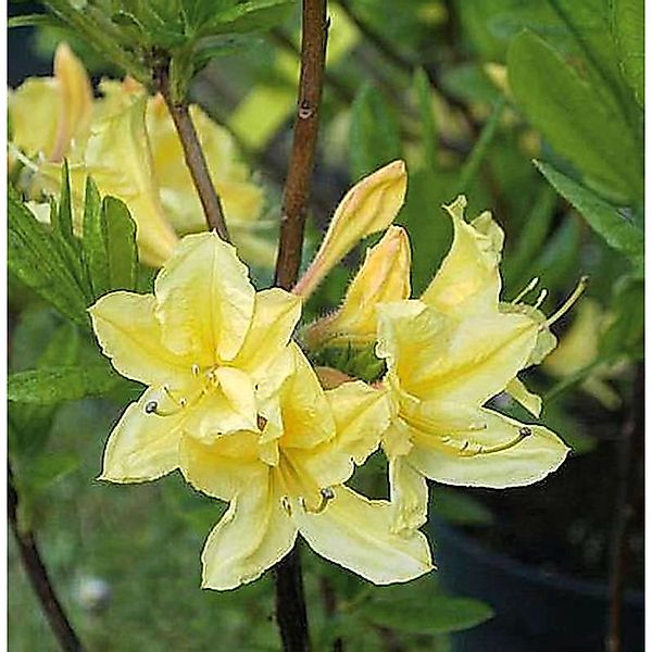 Azalee Arpege 40-50cm - Rhododendron luteum - Alpenrose günstig online kaufen