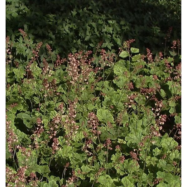 Teppich Purpurglöckchen - Heucherella tiarelloides günstig online kaufen