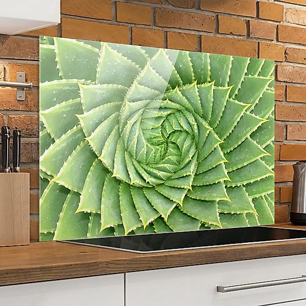 Glas Spritzschutz - Querformat 3:2 Spiral Aloe günstig online kaufen