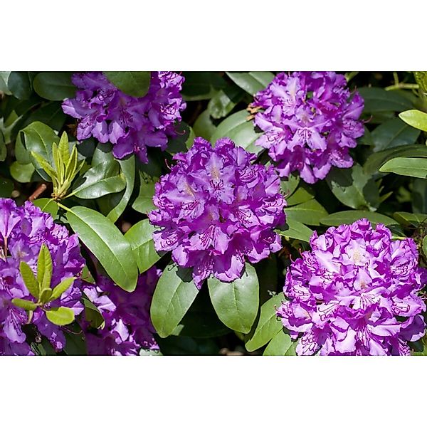 Rhododendron Hybr. Markgraf Rhododendron Rot 30–40 cm günstig online kaufen