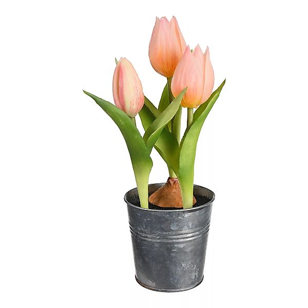 Tulpe in Zinktopf ca.20cm, hellrosa günstig online kaufen