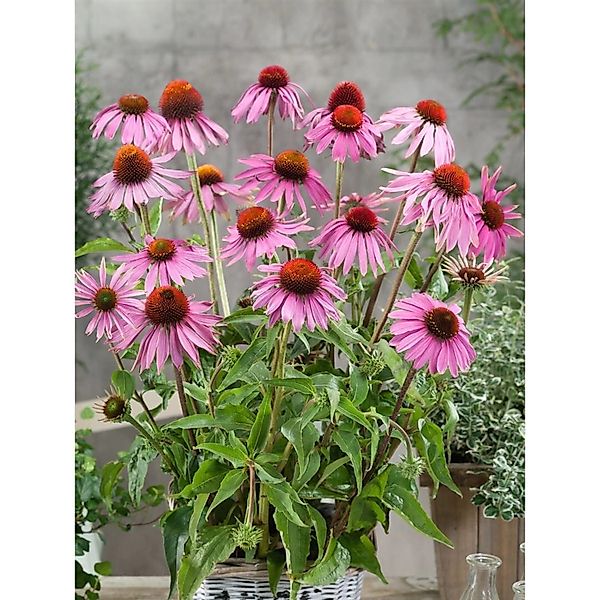 Echinacea Purpurea Leuchtstern Roter Sonnenhut Ca. 9x9 cm Topf günstig online kaufen