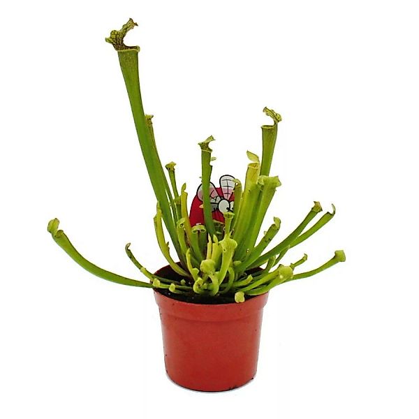 Exotenherz Schlauchpflanze Sarracenia Farnhamii Fleischfressende Pflanze 9c günstig online kaufen