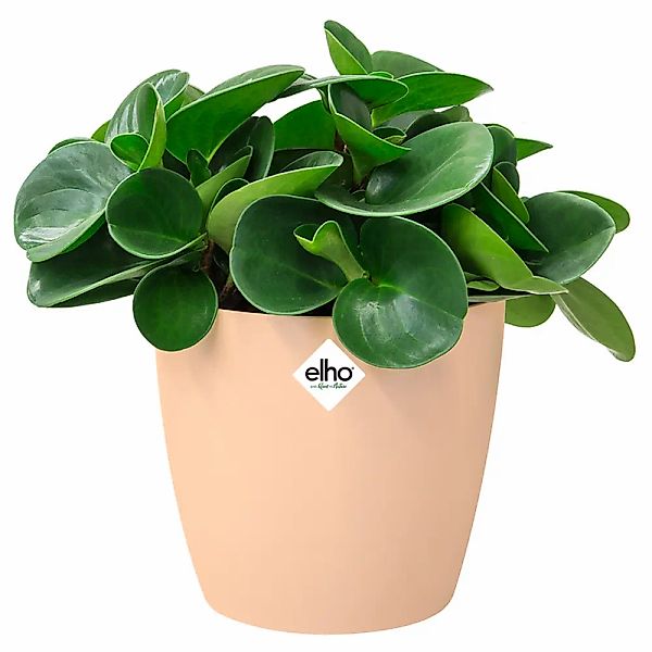 Blumentopf Brussels Pfirsich 14x13cm 1,4L günstig online kaufen