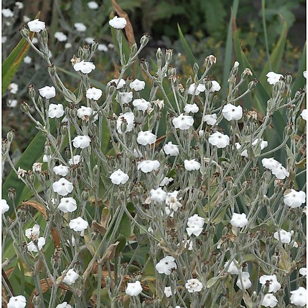 Kranz Lichnelke Alba - Lychnis coronaria günstig online kaufen