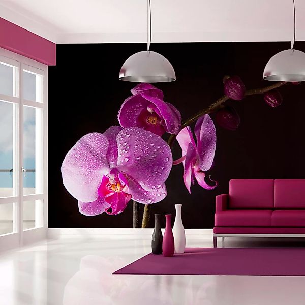 Fototapete - stilvoll  Orchidee günstig online kaufen