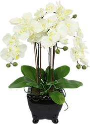 Kunstblume Künstliche Orchidee in Schale Phalaenopsis günstig online kaufen