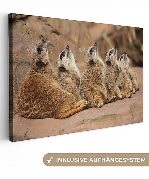 OneMillionCanvasses® Leinwandbild Erdmännchen - Felsen - günstig online kaufen