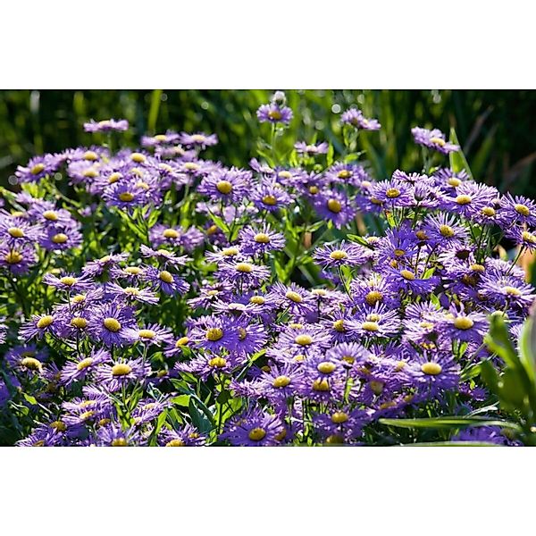 Aster Novi-belgii Blaue Nachhut Glattblattaster Ca. 11x11 cm Topf günstig online kaufen