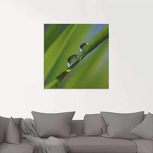 Artland Glasbild "Wassertropfen auf Grashalm", Gräser, (1 St.) günstig online kaufen