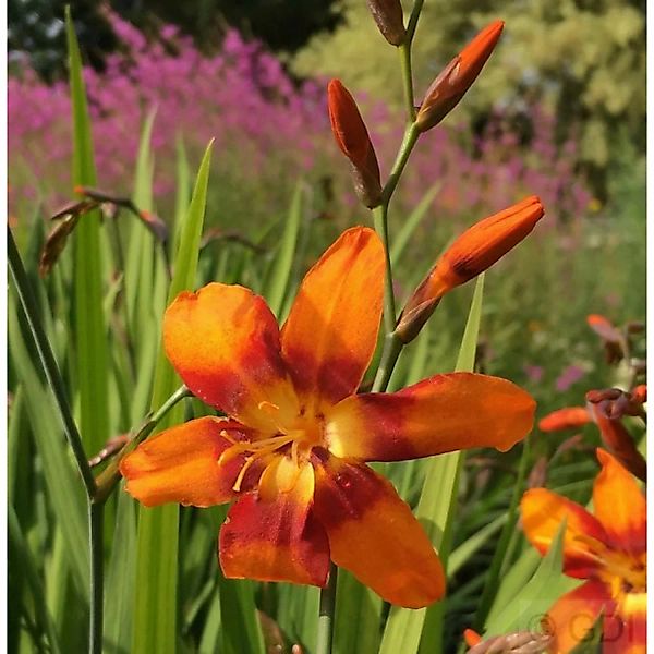 Garten Monbretie Emily Mc Kenzie - großer Topf - Crocosmia masoniorum günstig online kaufen