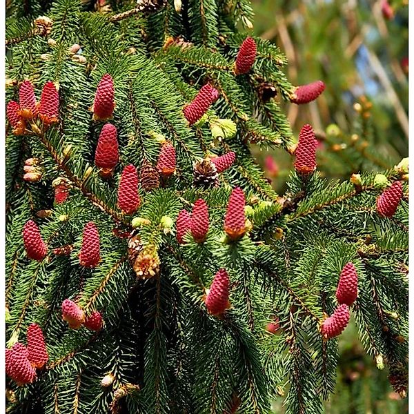 Zapfenfichte Acrocona 50-60cm - Picea abies günstig online kaufen