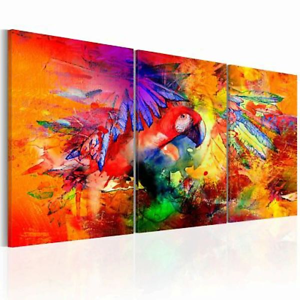 artgeist Wandbild Colourful Parrot mehrfarbig Gr. 60 x 30 günstig online kaufen