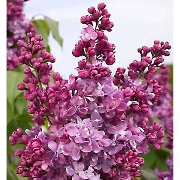Hochstamm Edelflieder Prince Wolkonsky 100-125cm - Syringa vulgaris günstig online kaufen